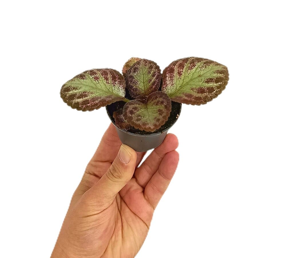 Episcia Pink Acajou M6_0