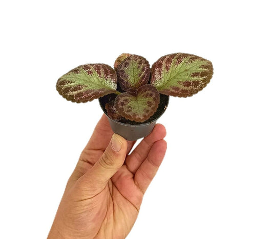 Episcia Pink Acajou M6_0
