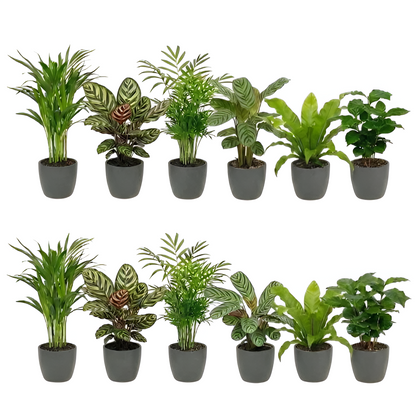 Plantas Purificadoras Con Maceta Antracita - Set De 12_0