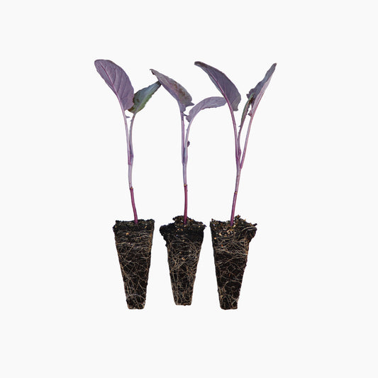 Plantón Brócoli Morado 3 Unidades - Plantabo_0