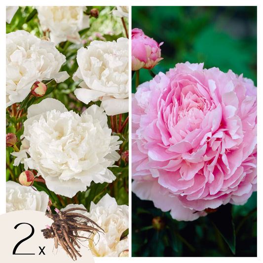 Paeoniaceae - 2 Pzs - Paeonia - Cepellones - Rosa_0