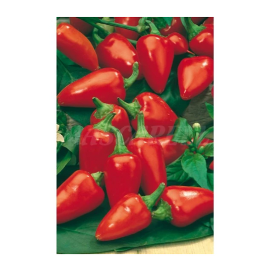 Semillas Pimiento Del Piquillo_0