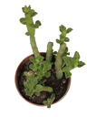 Euphorbia Bisellenbeckii Planta Suculenta Ø5 cm