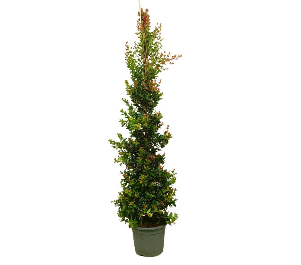 Eugenia Newport M30 150-170cm_0