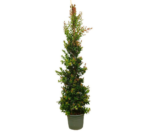 Eugenia Newport M30 150-170cm_0