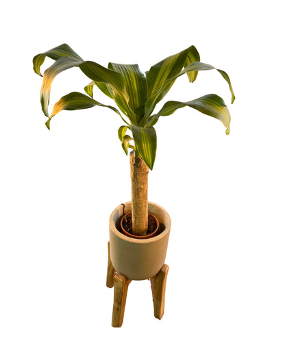 Dracena Massangeana O Tronco De Brasil Planta De Interior (dracaena Fragrans 'massangeana') Maceta 12cm 1 Tronco_1