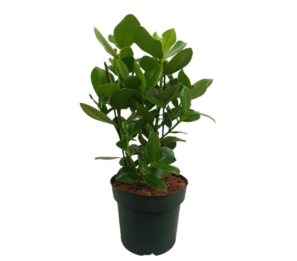 Clusia Rosea M24_0