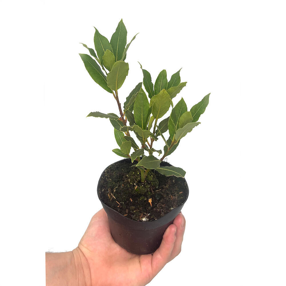 Laurel M11 (laurus Nobilis)_0