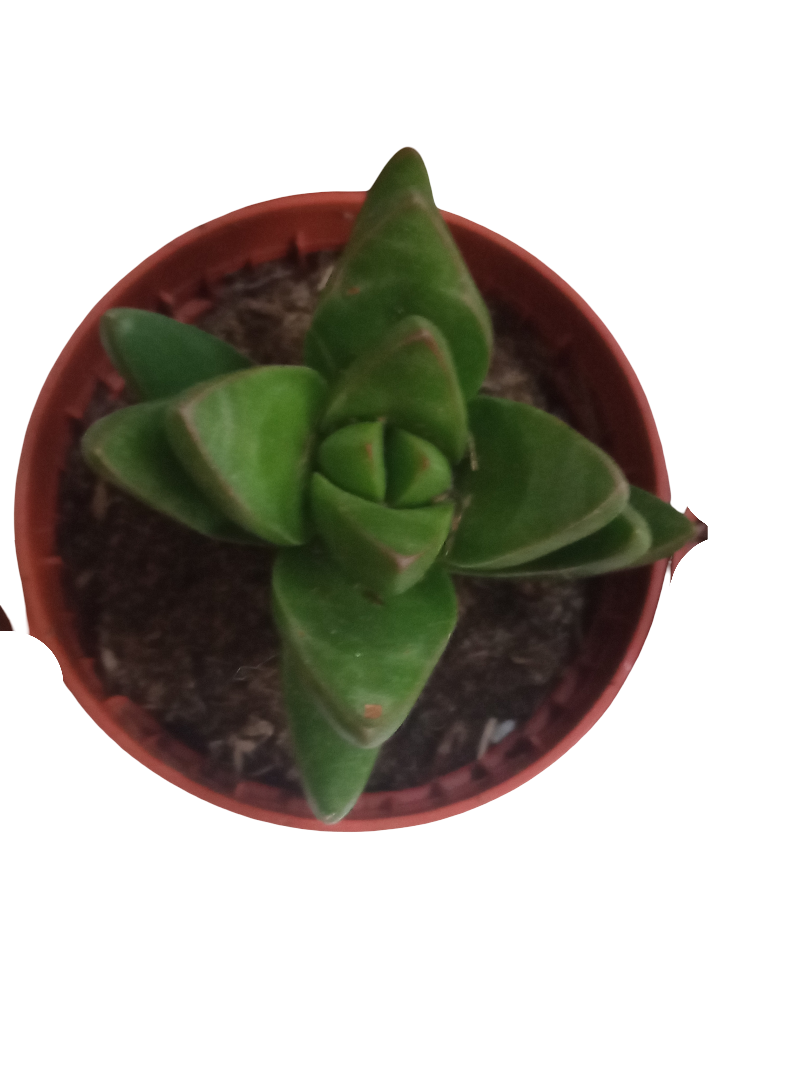 Crassula Ben Plantas Suculentas Envio Gratis_0