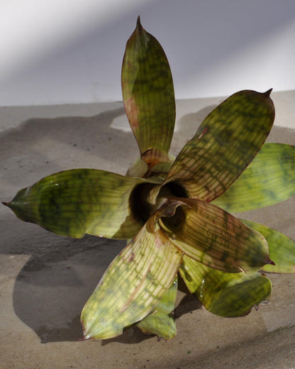 Vriesea gigantea 'Nova' S; bromelia reticulada; Curiosarium; altura 10-12 cm, diámetro 10-12 cm, sin sustrato_2