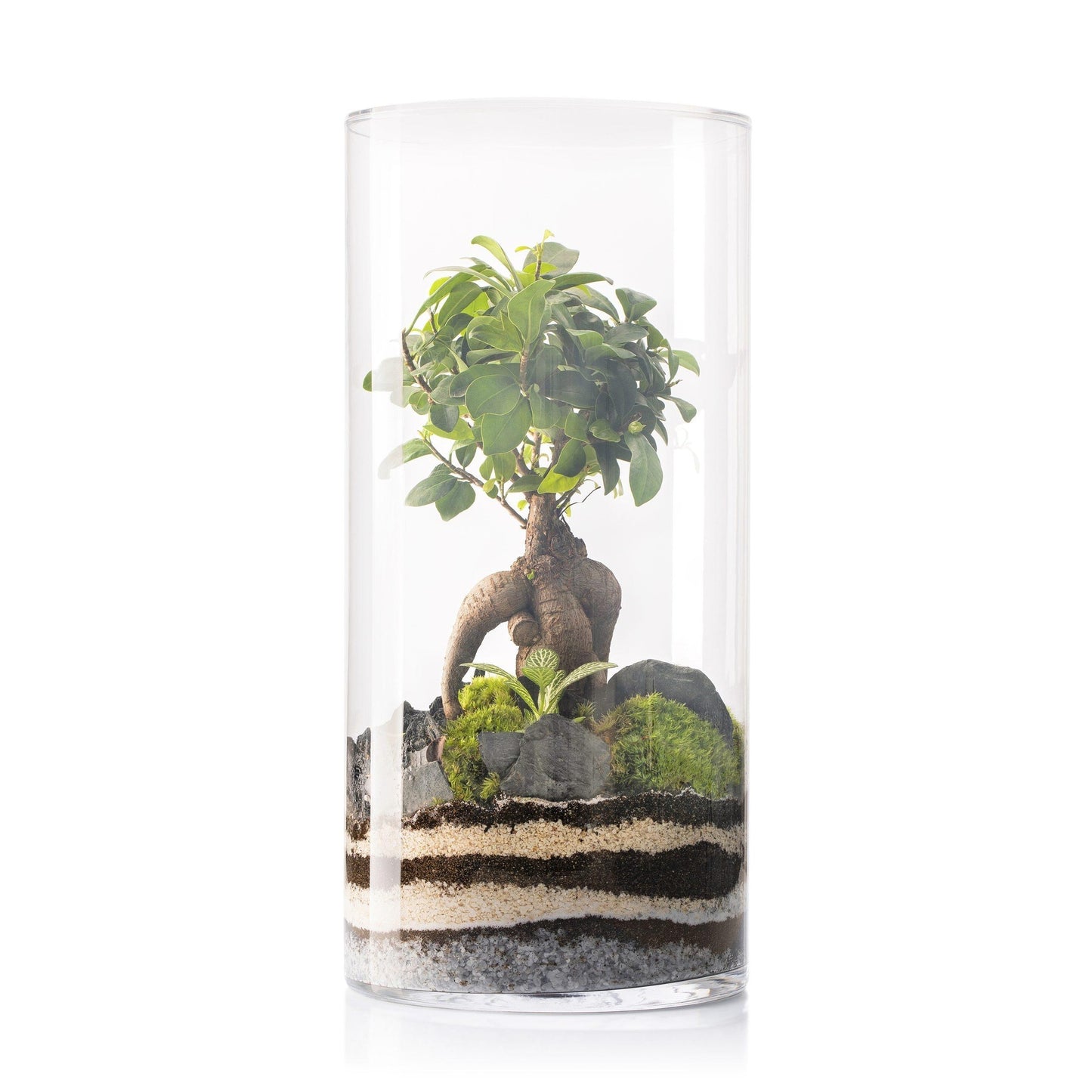 Terrário Amazonia Tower Ficus Ginseng Ø25 x 53 cm