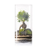 Terrário Amazonia Tower Ficus Ginseng Ø25 x 53 cm