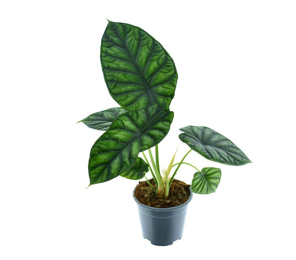 Alocasia Dragon Scale M14 30cm Planta Natural Perfecta Para Interior_1