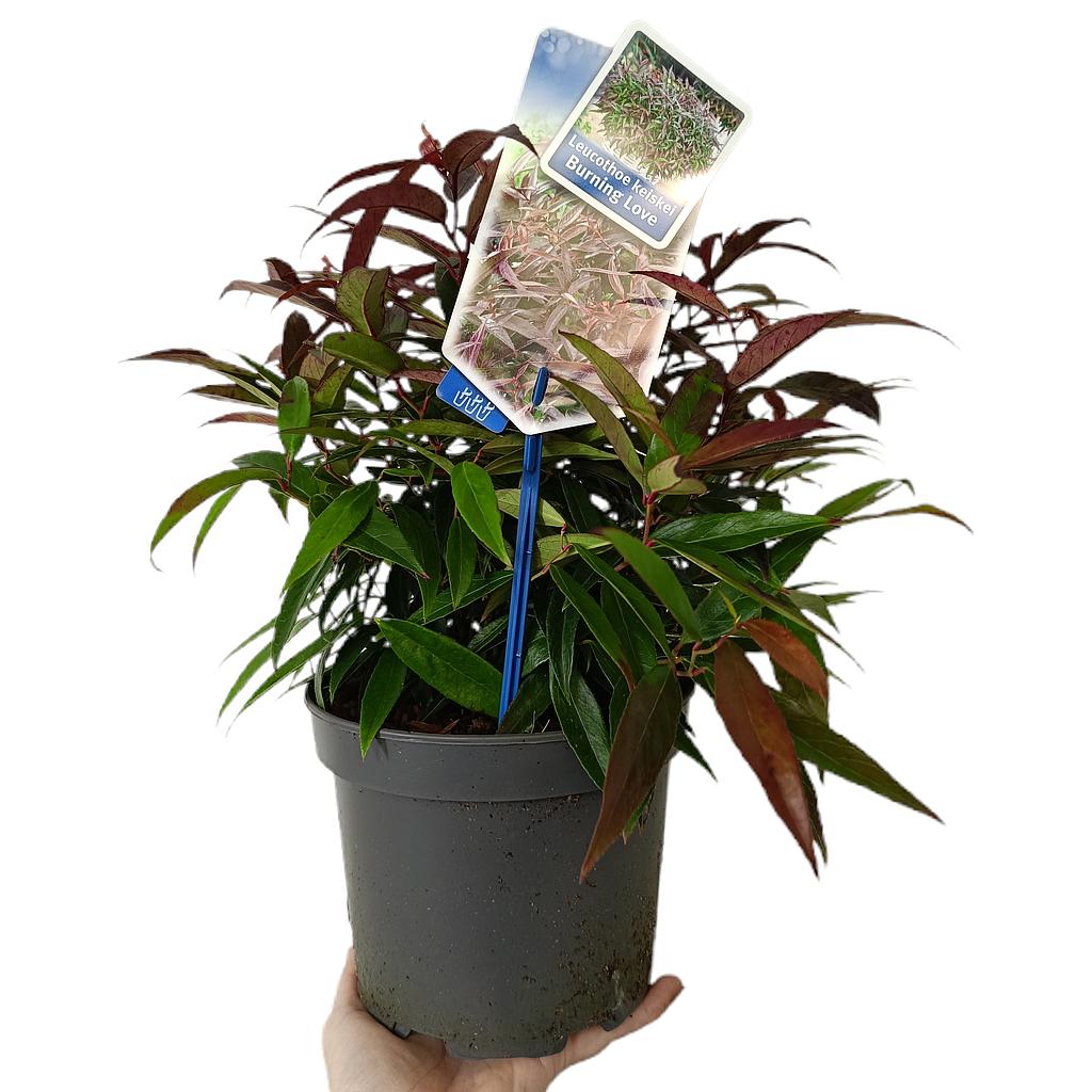 Leucothoe Keiskei Burning Love M17_0