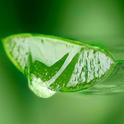 Jabón Natural De Aloe Vera Y Rosa Mosqueta (90g) - Hidrata Y Regenera Piel Seca Y Arrugada - Mejora Cicatrices Y Estrías_3