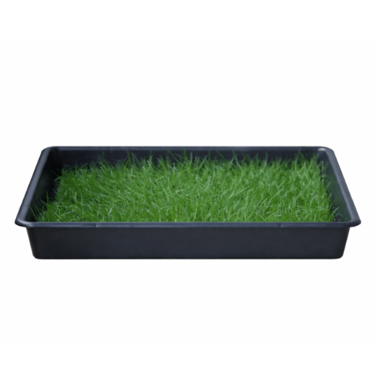 Petground, Arenero Para Gatos, Cama De Césped Natural, Hierba Gatera, Alfombra Olfativa Xxl Xxl: 80 X 80 Cm_1