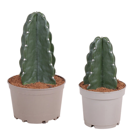 Cactus - 2 Pzs - Cereus Jamacaru - Altura 25-30cm - ⌀18cm_0