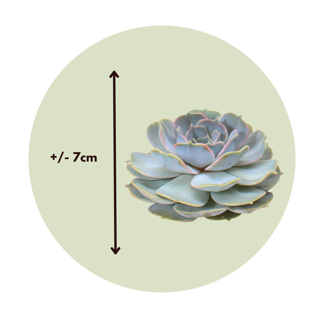 Echeveria Creatividad - 5 Pzs - Echeveria Lilacina - Altura 7cm_2