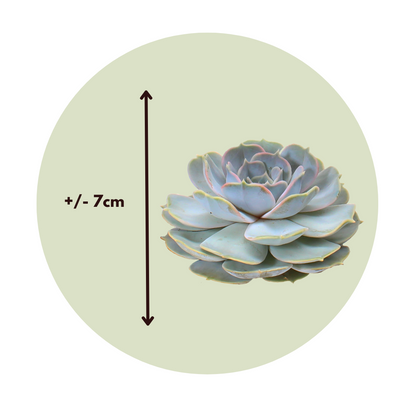 Echeveria Creatividad - 5 Pzs - Echeveria Lilacina - Altura 7cm_2