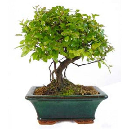 Bonsai Sageretia theezans 5 anos - Ameixa Chinesa