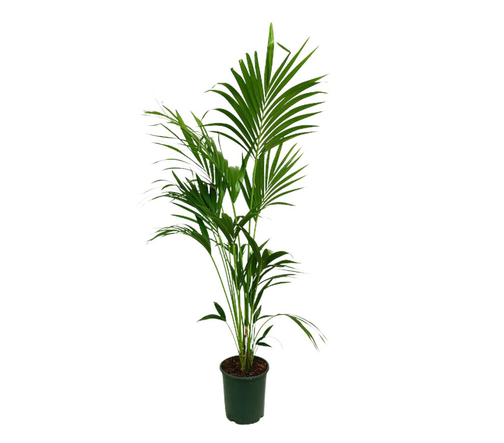 Kentia Forsteriana M20.5 80-100cm_0