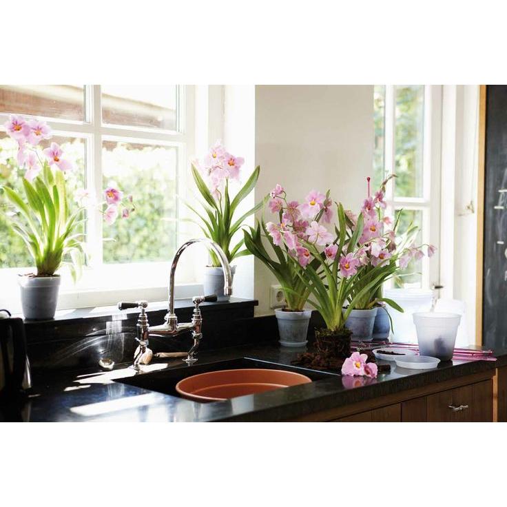 Vaso para orquídea transparente Green Basics Elho 15 cm