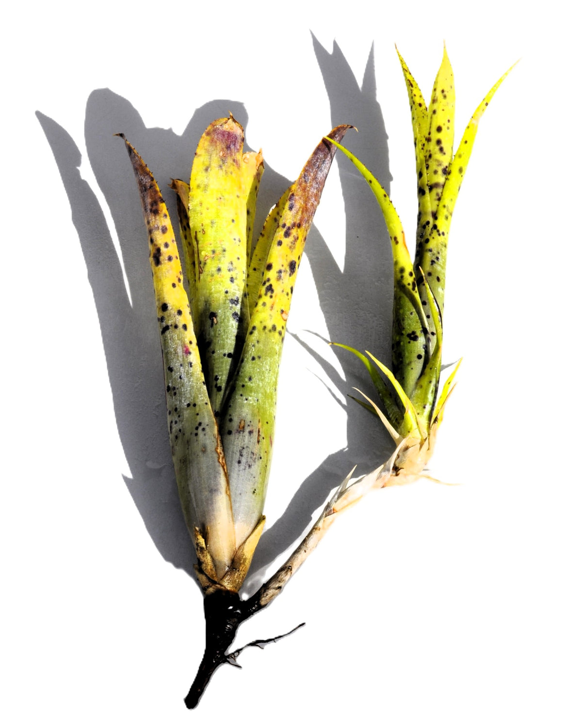 Neoregelia 'Anteia', Bromelia punteada, Curiosarium, Altura 22 cm, Diámetro 15 cm_1