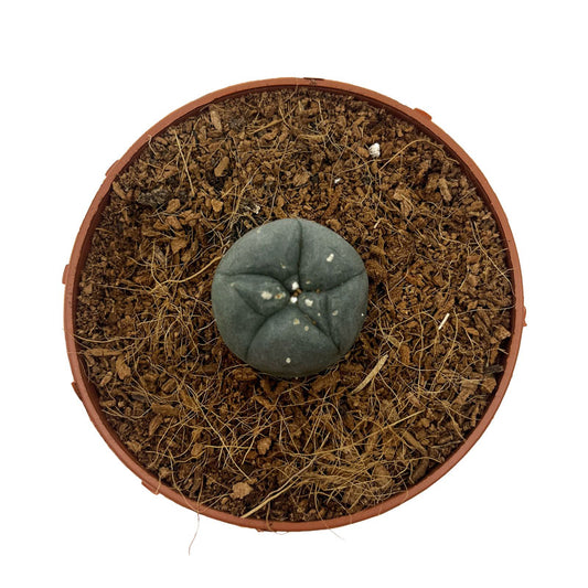 Lophophora Williamsii Cactus Y Suculentas M5,5 cm Ø_0