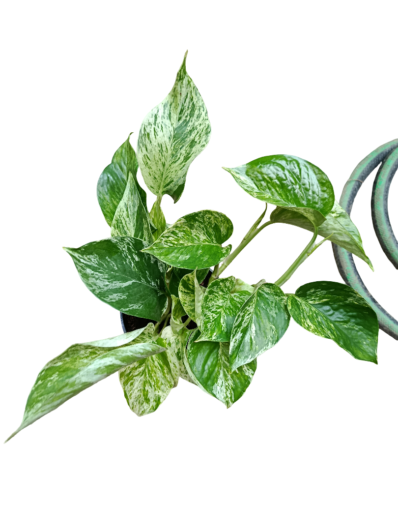 Planta Natural Epipremnum Marble Queen 1 Ud Ø 12 Alt. 20_0