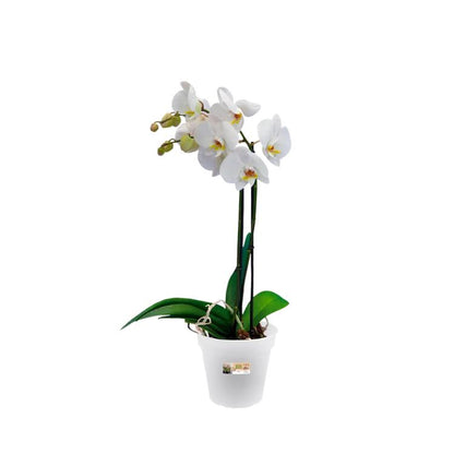 Vaso para orquídea transparente Green Basics Elho 17 cm