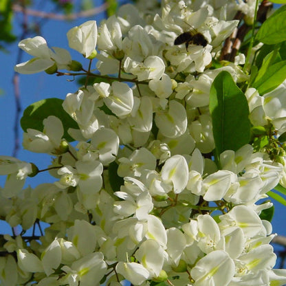 Mel de Acácia Biológico Bona Mel, 450 g