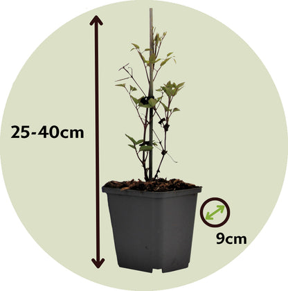 Clemátide - 2 Pzs - Clematis Hybrid 'taiga' - Altura 25-40cm - ⌀9cm_2
