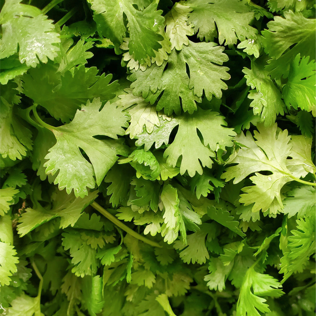 Maceta Cilantro 10,5 Cm - Plantabo_1