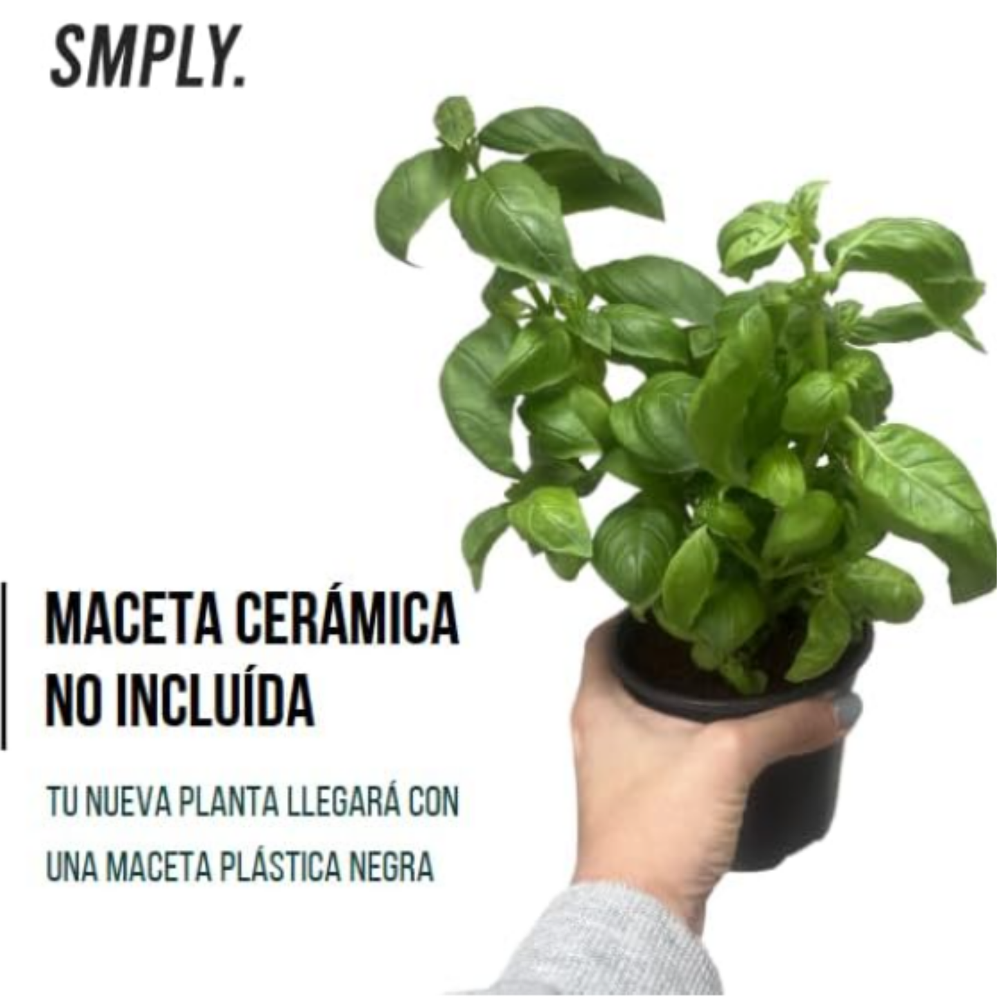 Pack 4 -planta Albahaca - Maceta 10 Cm -hierba Aromática_2