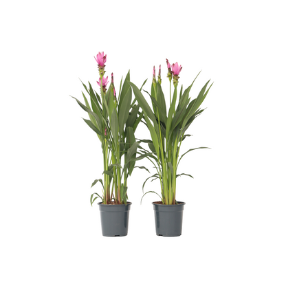 Tulipán De Siam - 2 Pzs - Curcuma 'siam Supreme' - Altura 70-90cm - ⌀19cm_0