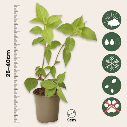 Hortensia - 3 Pzs - Hydrangea Paniculata 'phantom' - Altura 25-40cm - ⌀9cm_2