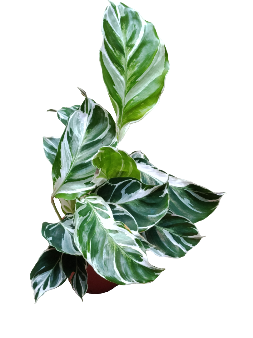 Calathea White Fusion Ø6 Planta De Interior Decorativa_0