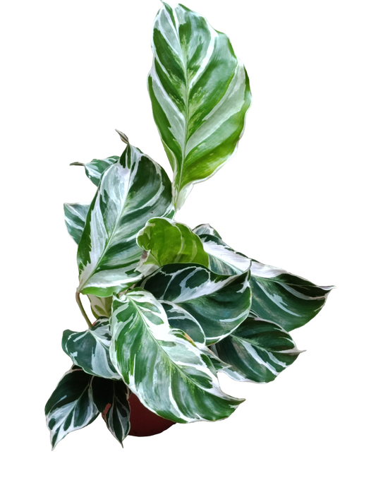 Calathea White Fusion Ø6 Planta De Interior Decorativa_0