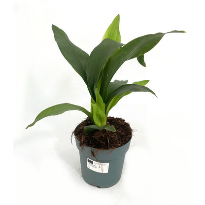 Aspidistra M20_0