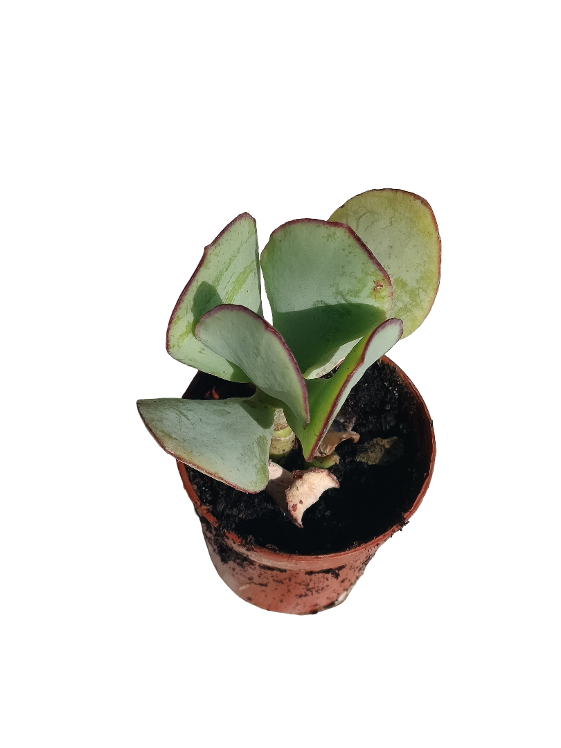 Cotyledon Macantra Planta Suculenta Ø5 Cm_0