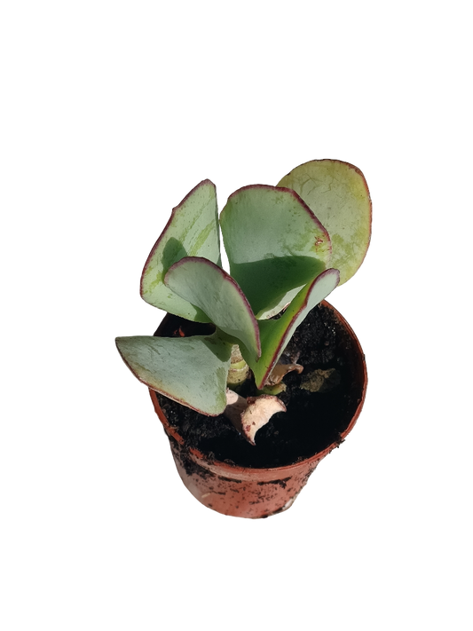 Cotyledon Macantra Planta Suculenta Ø5 Cm_0