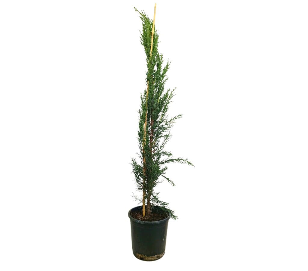 Cupressus Sempervirens M22 150-175cm_0