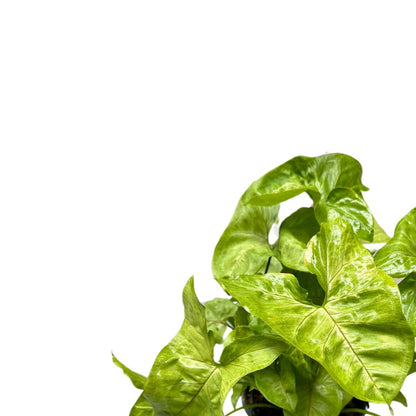 Syngonium Planta De Interior (syngonium Podophyllum)_1