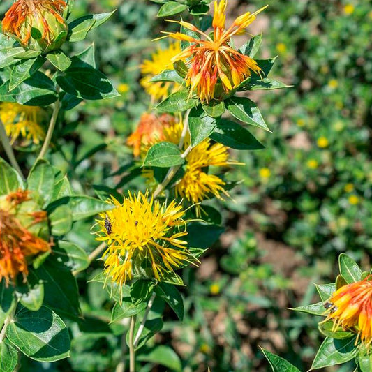 Semillas Cártamo Ecológicas_0