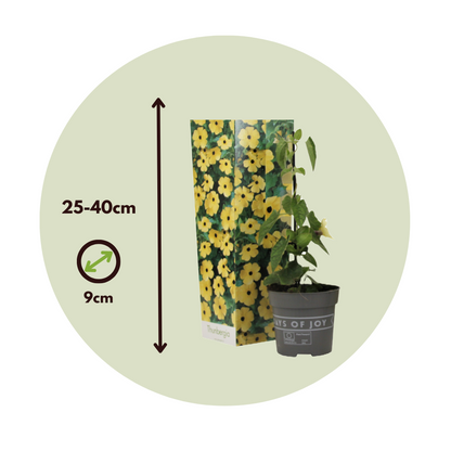 Ojo De Poeta - 3 Pzs - Thunbergia Alata 'lemon Star' - Altura 25-40cm - ⌀9cm_2