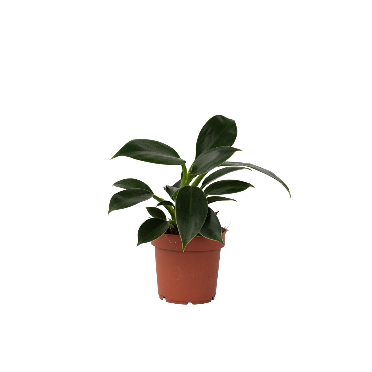 Filodendro - Philodendron 'green Princess' - Altura 20-30cm - ⌀12cm_0