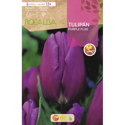 Bulbo Tulipa Bandeira Roxa 5 unidades Rocalba