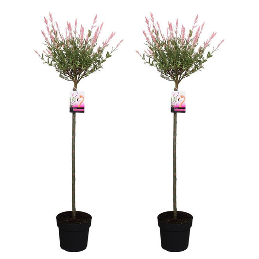 Árbol Flamenco - 2 Pzs - Salix Integra 'flamingo' - Altura 110-120cm - ⌀21cm_0