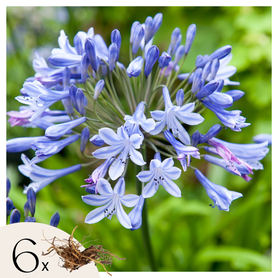 Agapanto - 6 Pzs - Agapanthus Africanus - Cepellones - Azul_0