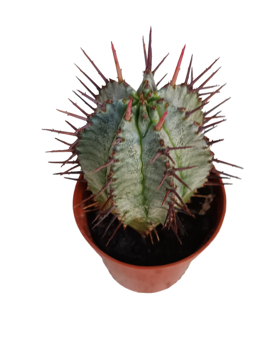 Euphorbia Horrida Planta Suculenta 5 Cms_0